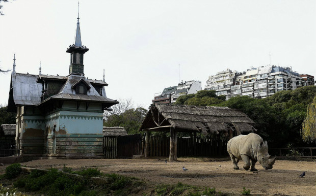 Rinoceronte pasta no zoológico de Buenos Aires, que será fechado para virar um parque ecológico 